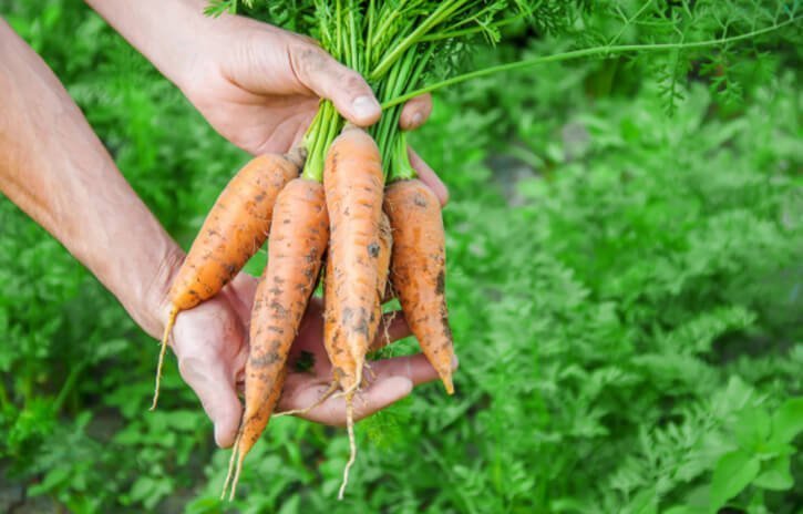 Carrots for Women