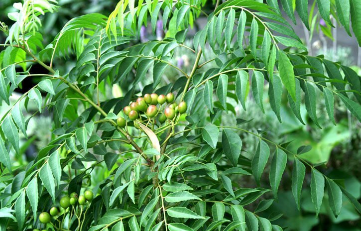 Curry Leaves For Health