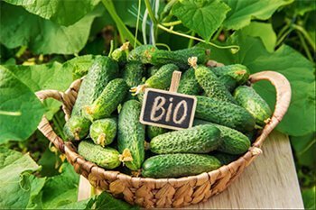 Health-Benefits-Cucumber