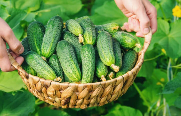 Health-Benefits-Cucumber