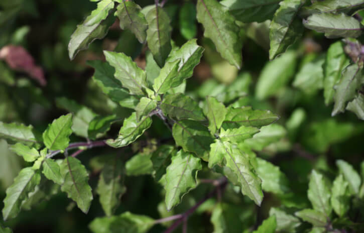 Tulsi-Leaves