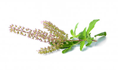 holy-basil-tulsi-leaves