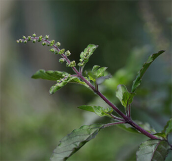 holy-basil-tulsi-leaves