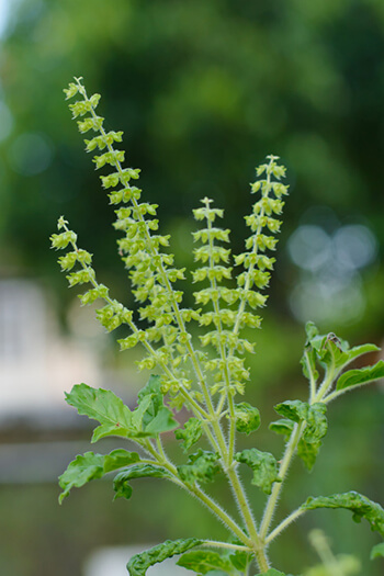 holy-basil-tulsi-leaves