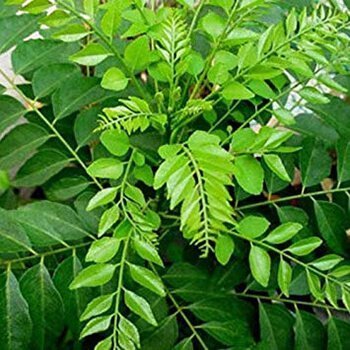 Curry Leaves For Health