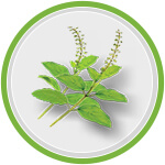 Home Remedies for Acidity Treatment Tulsi