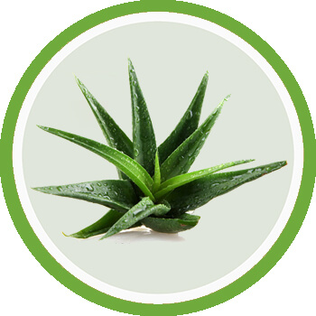 Natural benefits of Aloe Vera