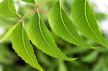 Neem Leaves: A Natural Herb That Cures