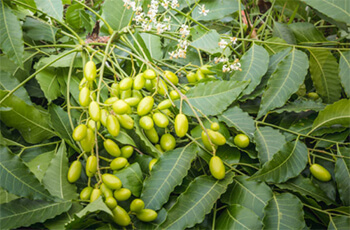 Neem Leaves: A Natural Herb That Cures