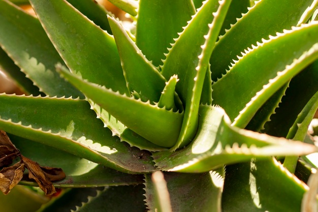 benefits of aloe vera for sunburn