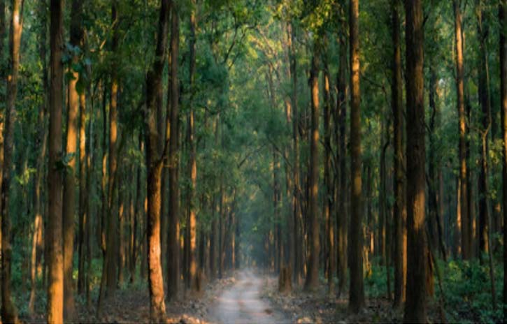  greenery for brain fitness