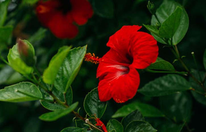 hibiscus flower for skin and hair care