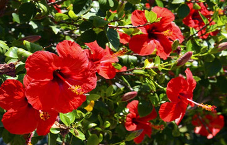 hibiscus for skin and hair care