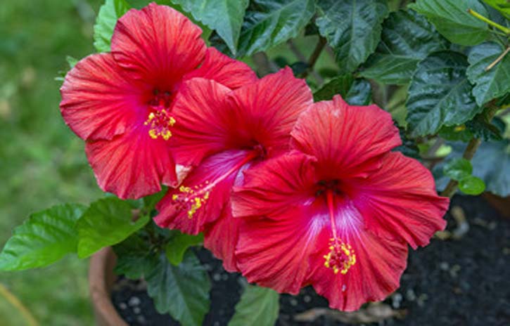 red hibiscus for skin and hair