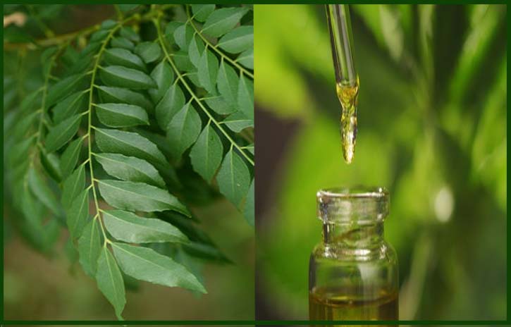 homemade curry leaves hair oil